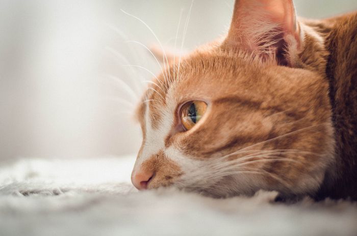 cadeau-chats
