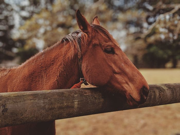 cadeau-cheval