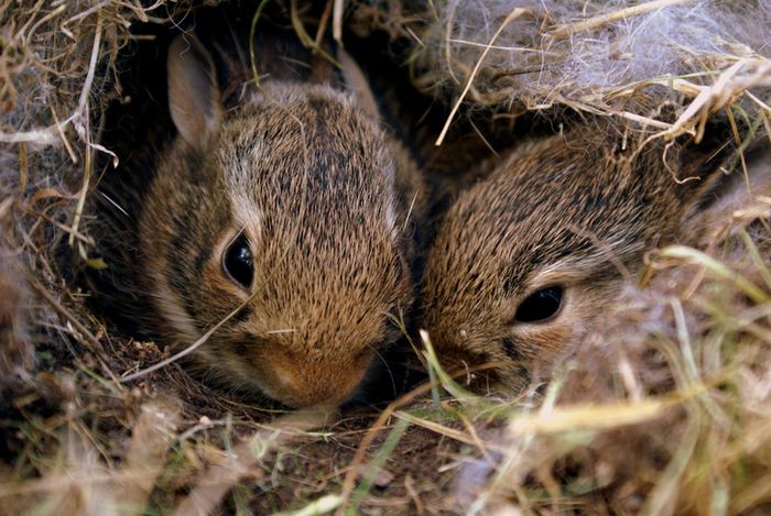 cadeau-lapin